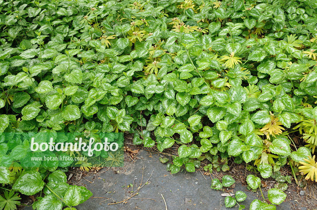 484236 - Yellow archangel (Lamium galeobdolon 'Florentinum' syn. Lamiastrum galeobdolon 'Florentinum')