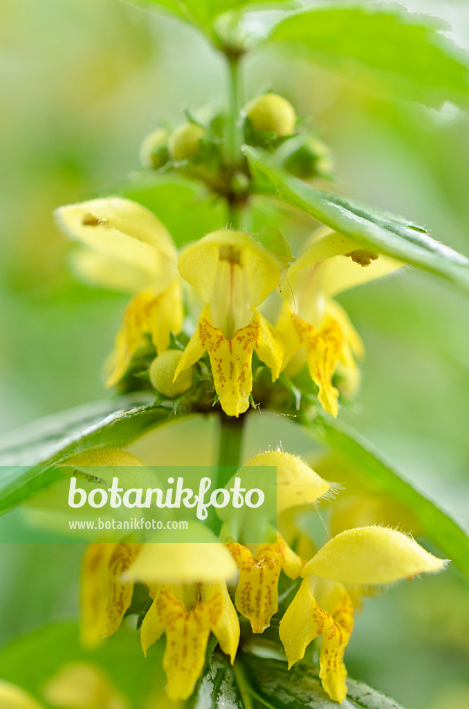 508111 - Yellow archangel (Lamium galeobdolon 'Hermann's Pride' syn. Lamiastrum galeobdolon 'Hermann's Pride')