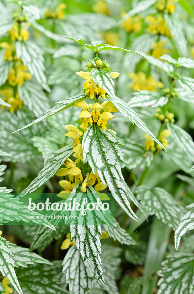 508112 - Yellow archangel (Lamium galeobdolon 'Hermann's Pride' syn. Lamiastrum galeobdolon 'Hermann's Pride')