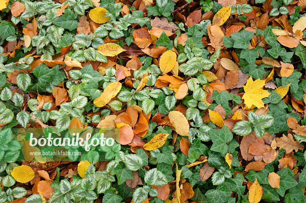 466015 - Yellow archangel (Lamium galeobdolon syn. Lamiastrum galeobdolon) and common ivy (Hedera helix)