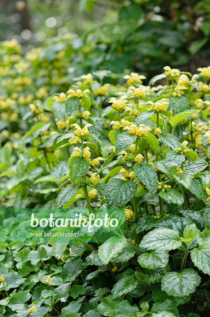 531091 - Yellow archangel (Lamium galeobdolon 'Variegata' syn. Lamiastrum galeobdolon 'Variegata')