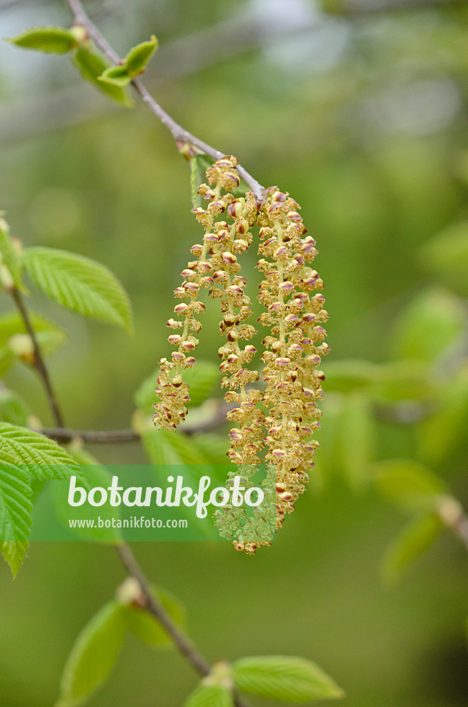 519191 - Yellow birch (Betula alleghaniensis)