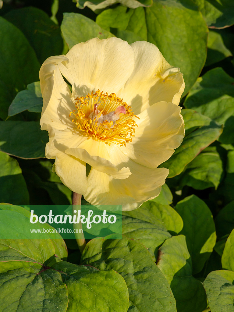 437286 - Yellow Caucasian peony (Paeonia mlokosewitschii)