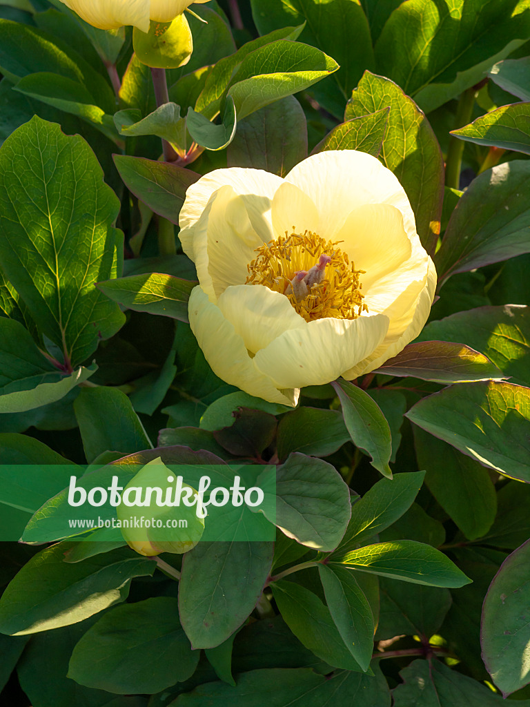 460071 - Yellow Caucasian peony (Paeonia mlokosewitschii)