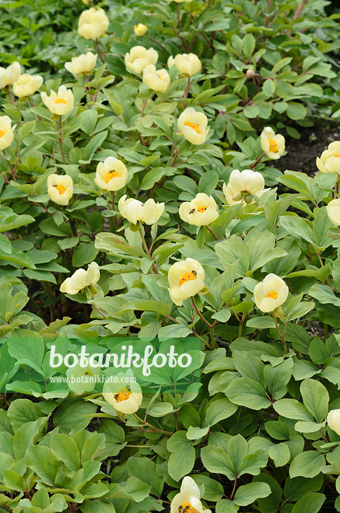 520117 - Yellow Caucasian peony (Paeonia mlokosewitschii)