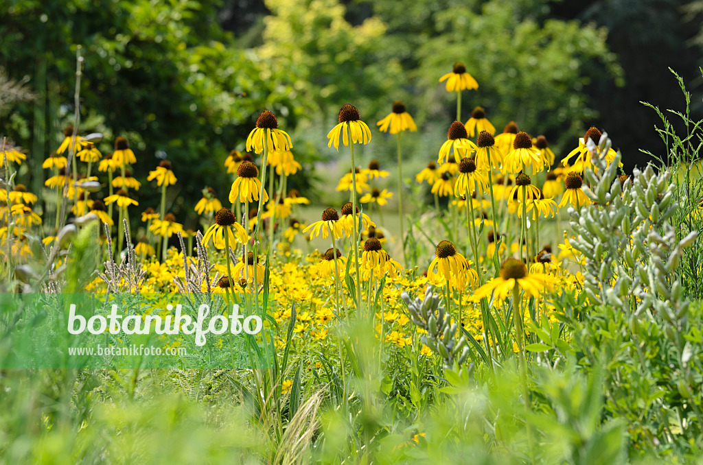 497097 - Yellow cone flower (Echinacea paradoxa)