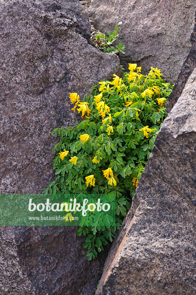 472118 - Yellow corydalis (Corydalis lutea syn. Pseudofumaria lutea)