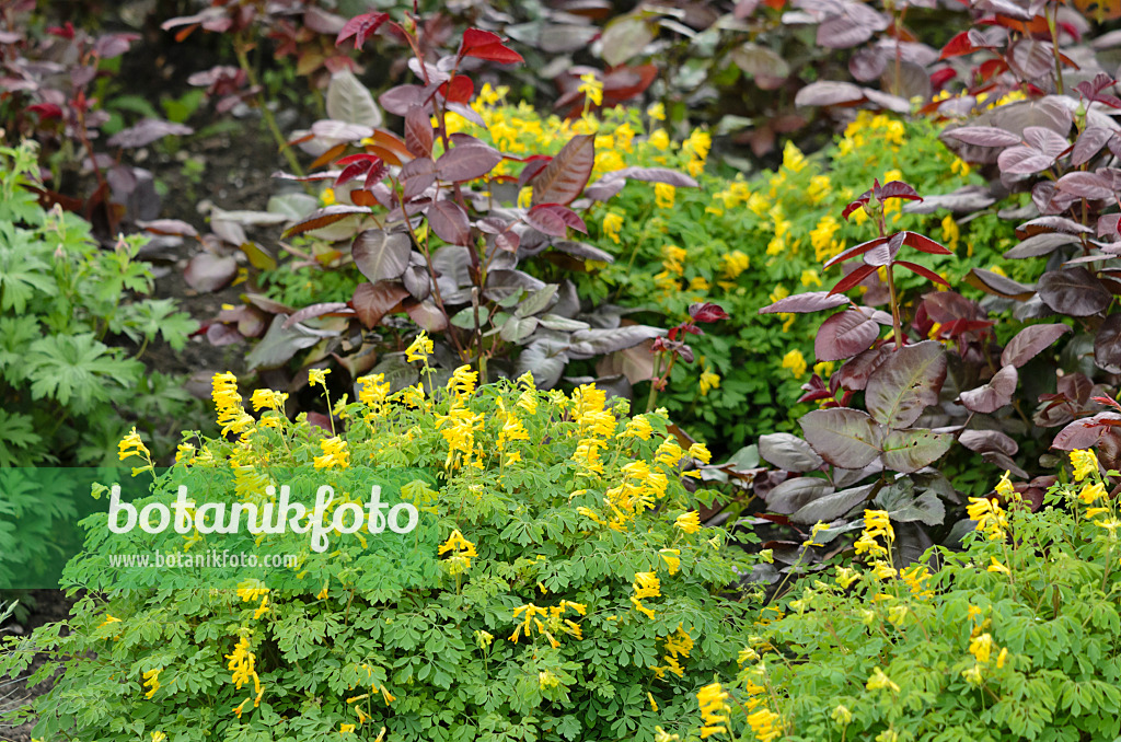 520287 - Yellow corydalis (Corydalis lutea syn. Pseudofumaria lutea) and roses (Rosa)