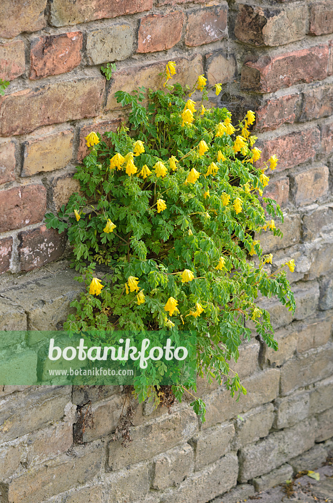 544078 - Yellow corydalis (Corydalis lutea syn. Pseudofumaria lutea)