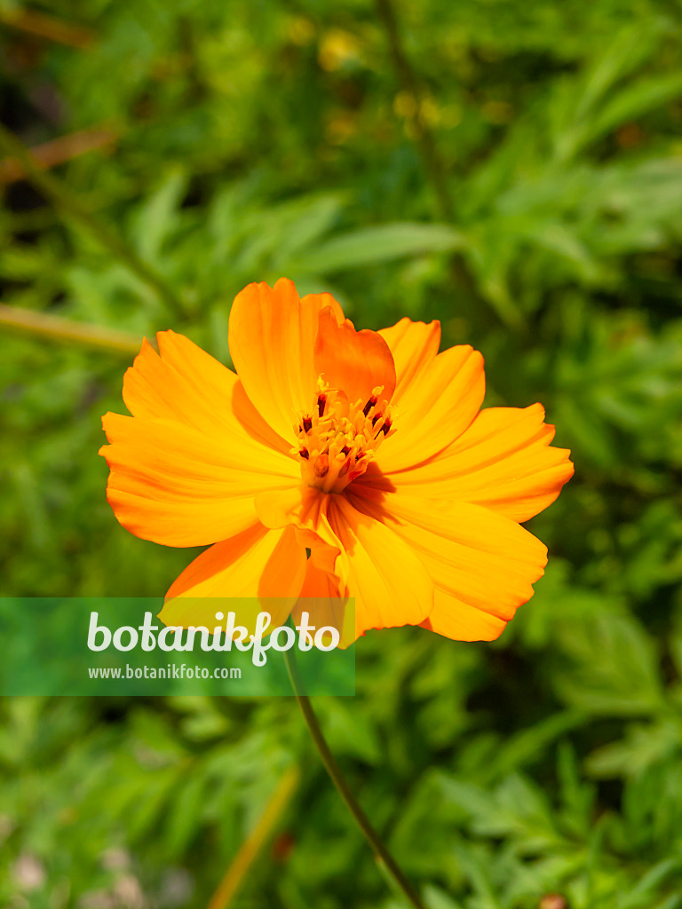 463155 - Yellow cosmos (Cosmos sulphureus)