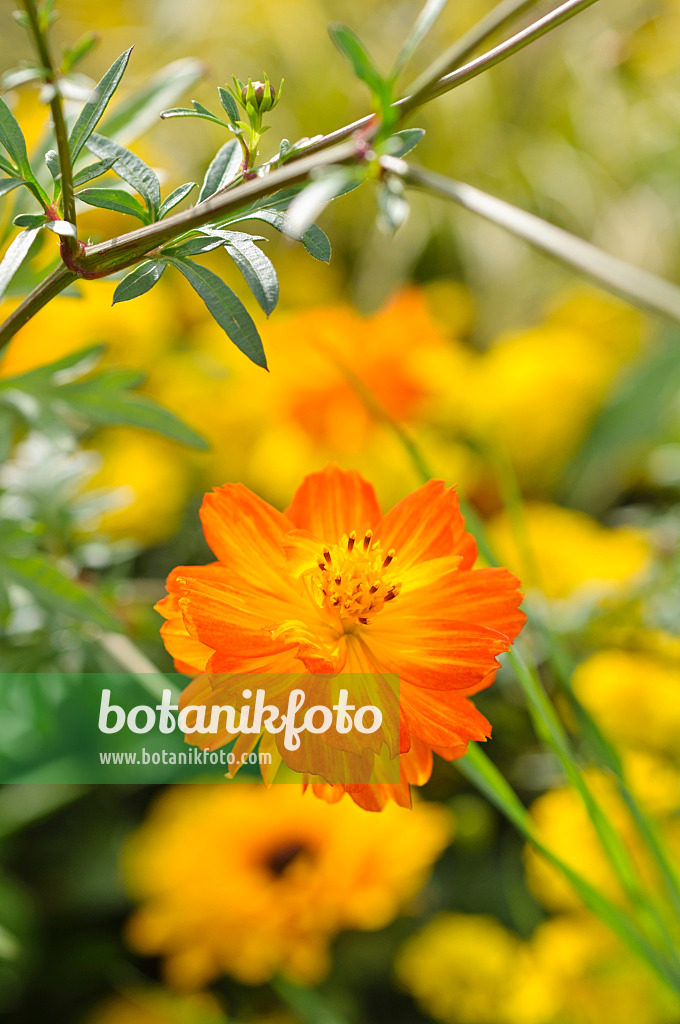 476045 - Yellow cosmos (Cosmos sulphureus)