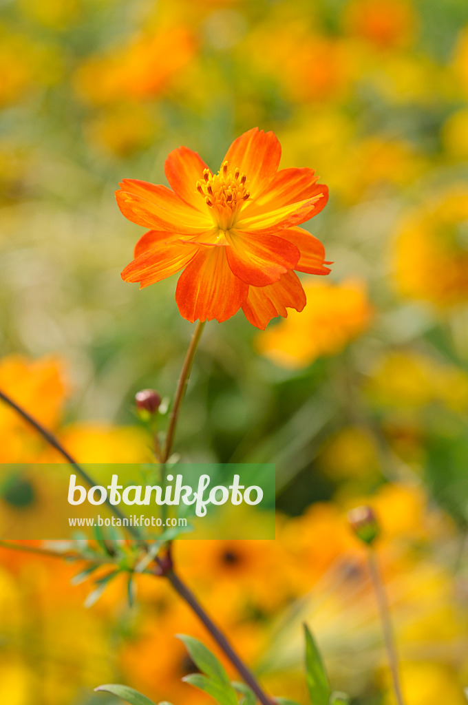 476048 - Yellow cosmos (Cosmos sulphureus)