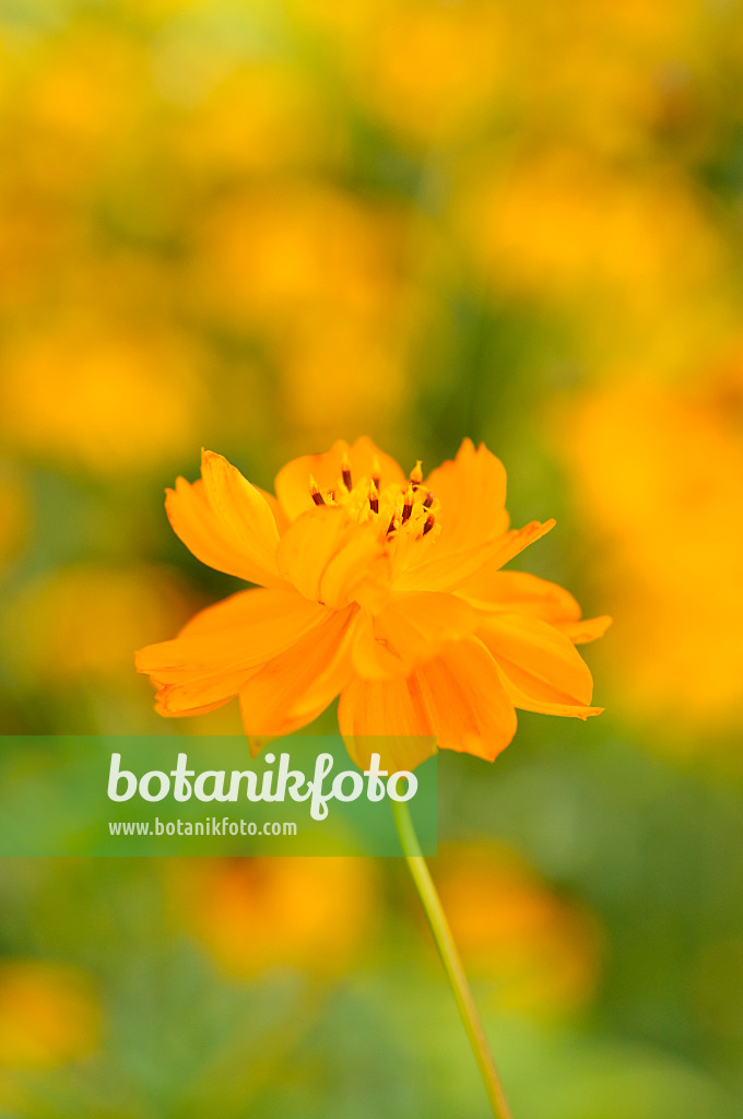 488001 - Yellow cosmos (Cosmos sulphureus)