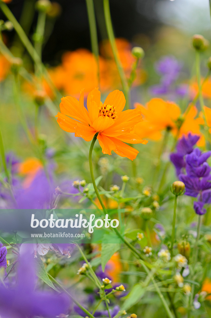 522079 - Yellow cosmos (Cosmos sulphureus)