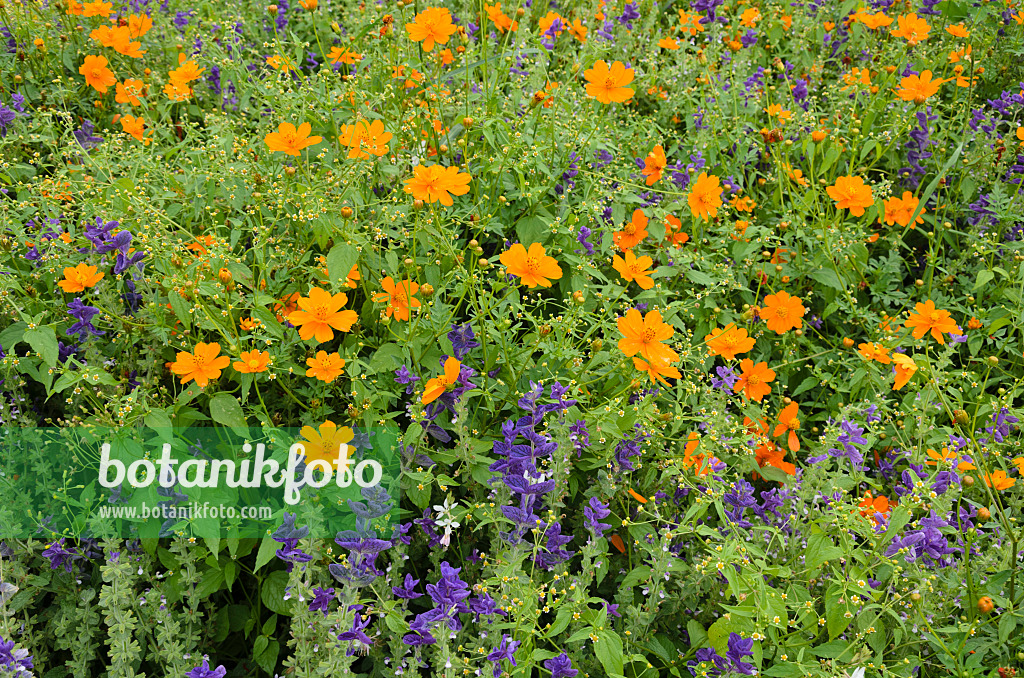 522077 - Yellow cosmos (Cosmos sulphureus) and annual sage (Salvia viridis syn. Salvia horminum)