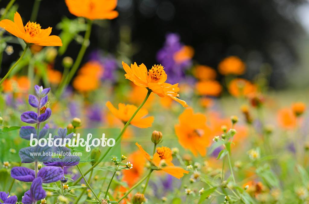 522078 - Yellow cosmos (Cosmos sulphureus) and annual sage (Salvia viridis syn. Salvia horminum)