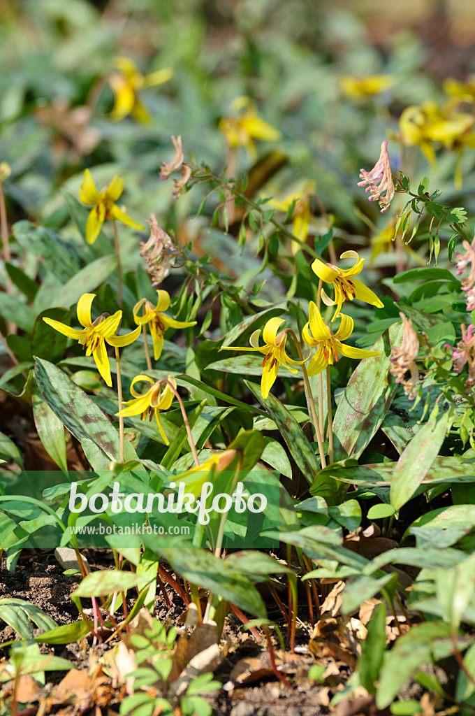 483189 - Yellow dog's tooth violet (Erythronium americanum)