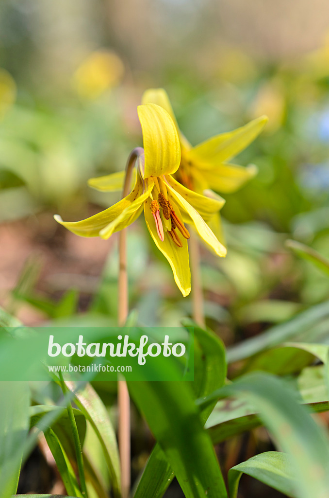 507051 - Yellow dog's tooth violet (Erythronium americanum)