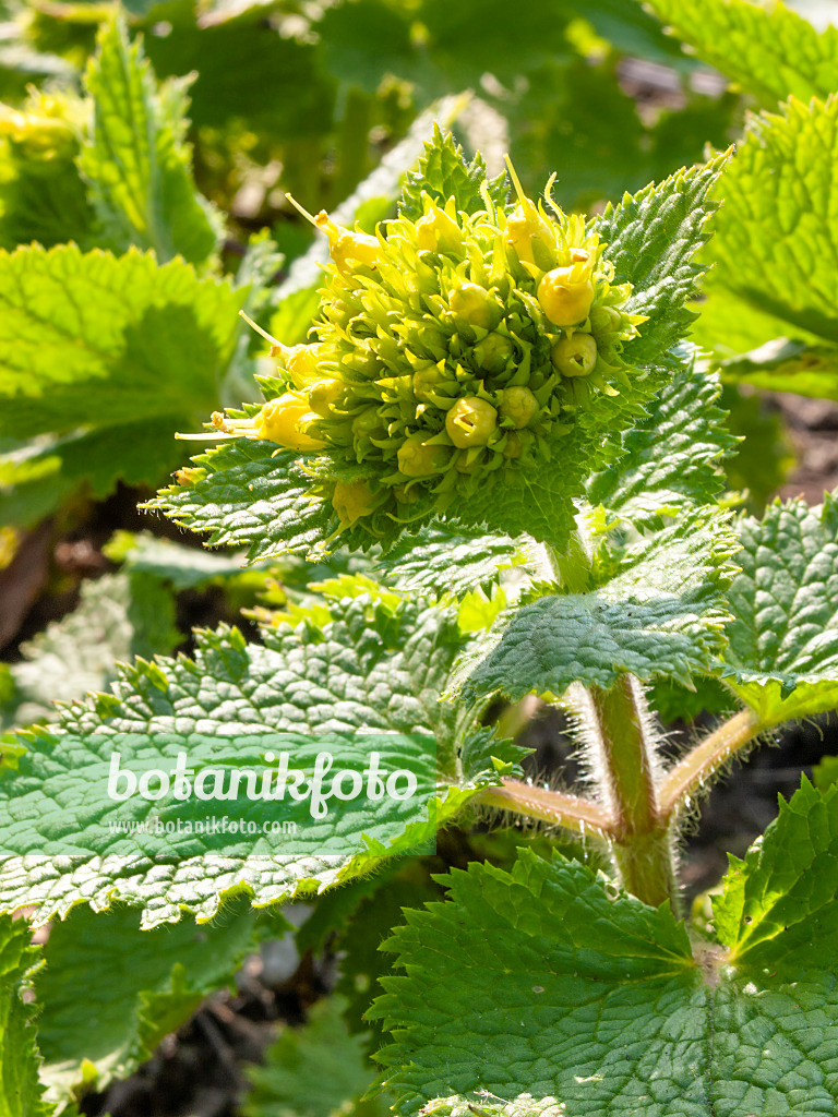 412003 - Yellow figwort (Scrophularia vernalis)