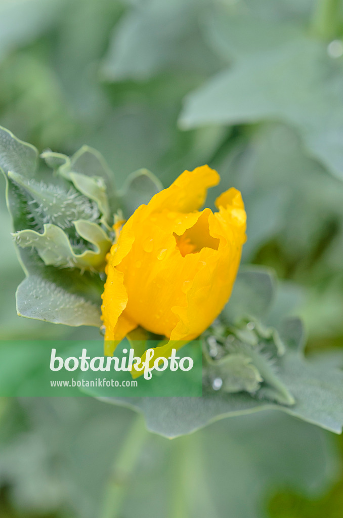 508558 - Yellow horned poppy (Glaucium flavum)