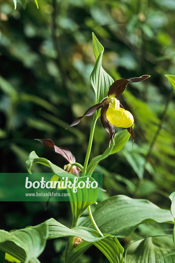 390064 - Yellow lady's slipper orchid (Cypripedium calceolus)