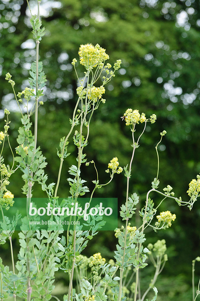 485078 - Yellow meadow rue (Thalictrum flavum subsp. glaucum syn. Thalictrum speciosissimum)