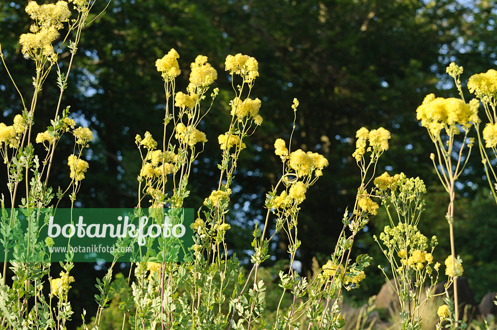 485144 - Yellow meadow rue (Thalictrum flavum subsp. glaucum syn. Thalictrum speciosissimum)