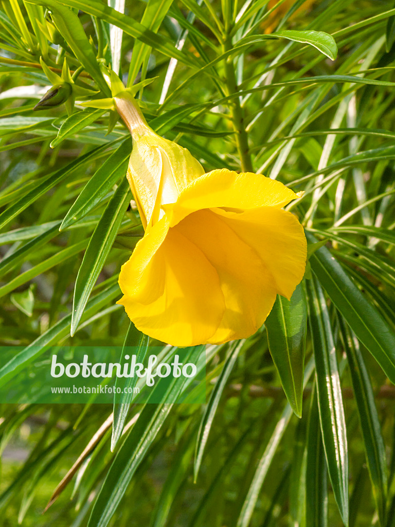 411270 - Yellow oleander (Thevetia peruviana)