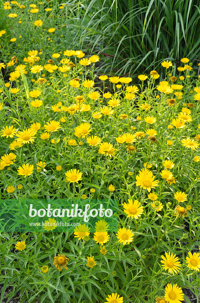 497262 - Yellow oxeye (Buphthalmum salicifolium)