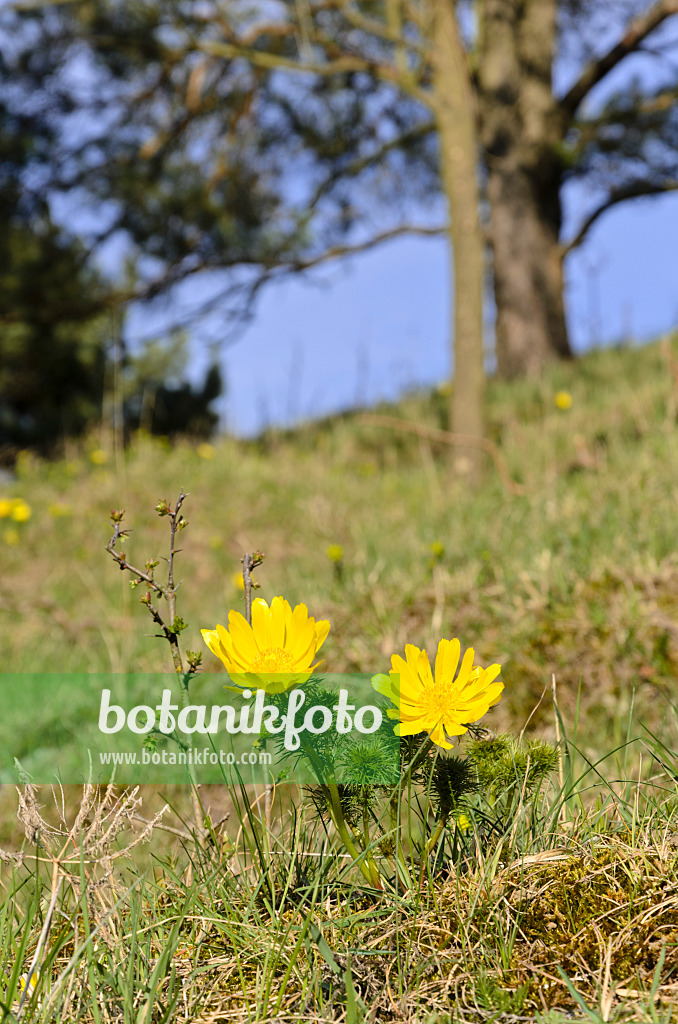 507101 - Yellow pheasant's eye (Adonis vernalis)