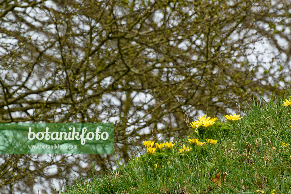 555019 - Yellow pheasant's eye (Adonis vernalis)