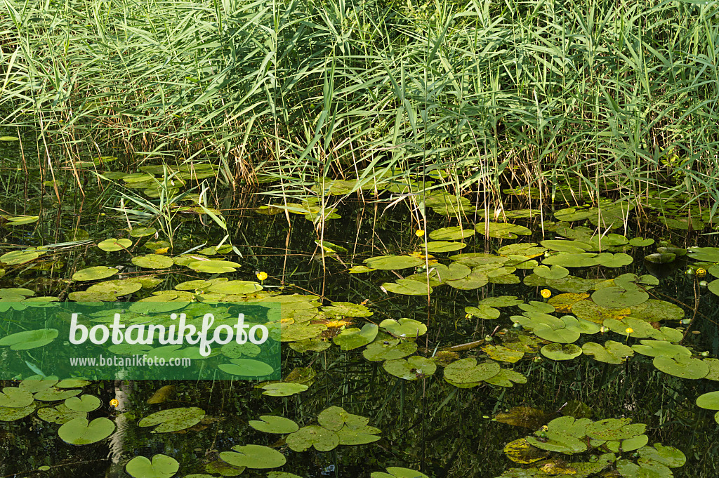 510095 - Yellow pond lily (Nuphar lutea) and common reed (Phragmites australis)