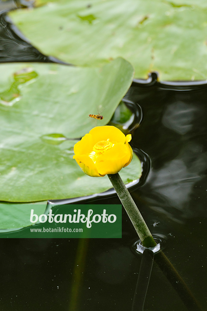 486173 - Yellow pond lily (Nuphar lutea) with hover fly