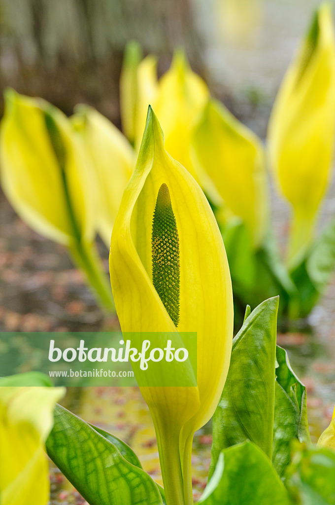 471097 - Yellow skunk cabbage (Lysichiton americanus)