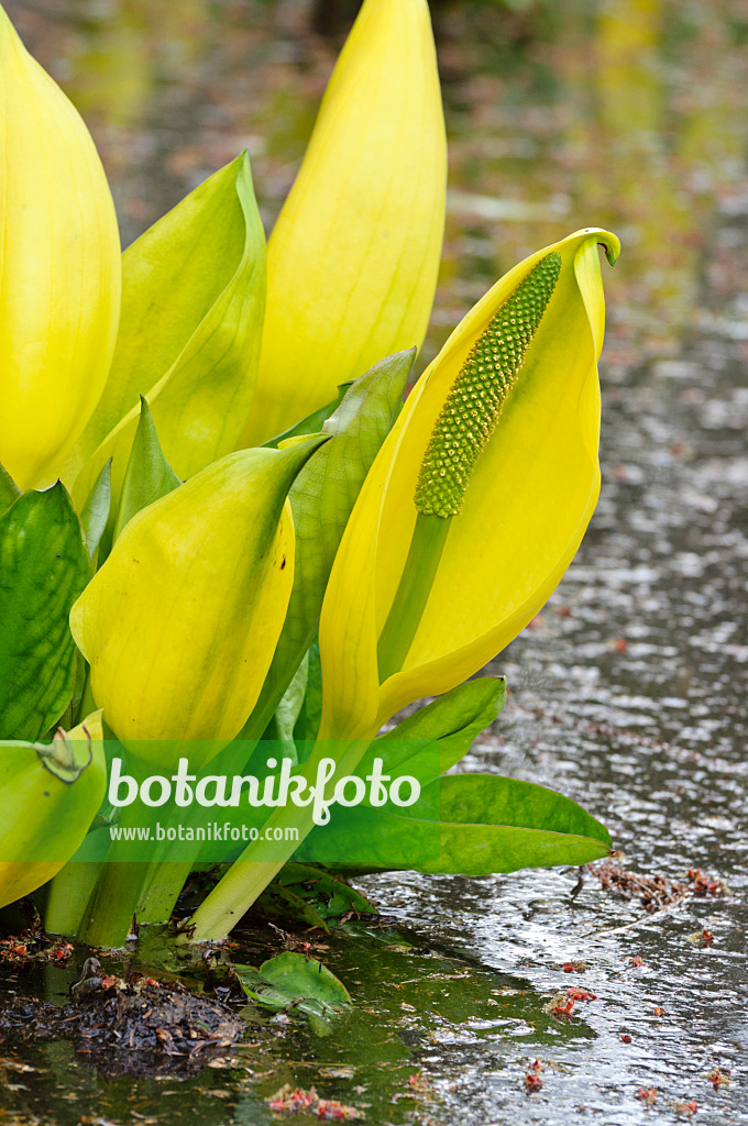 471098 - Yellow skunk cabbage (Lysichiton americanus)