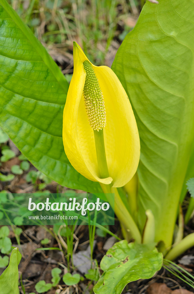 520015 - Yellow skunk cabbage (Lysichiton americanus)