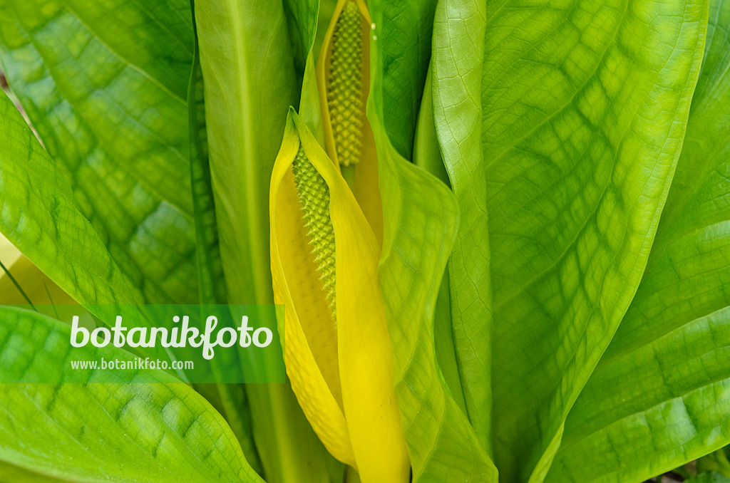 520017 - Yellow skunk cabbage (Lysichiton americanus)