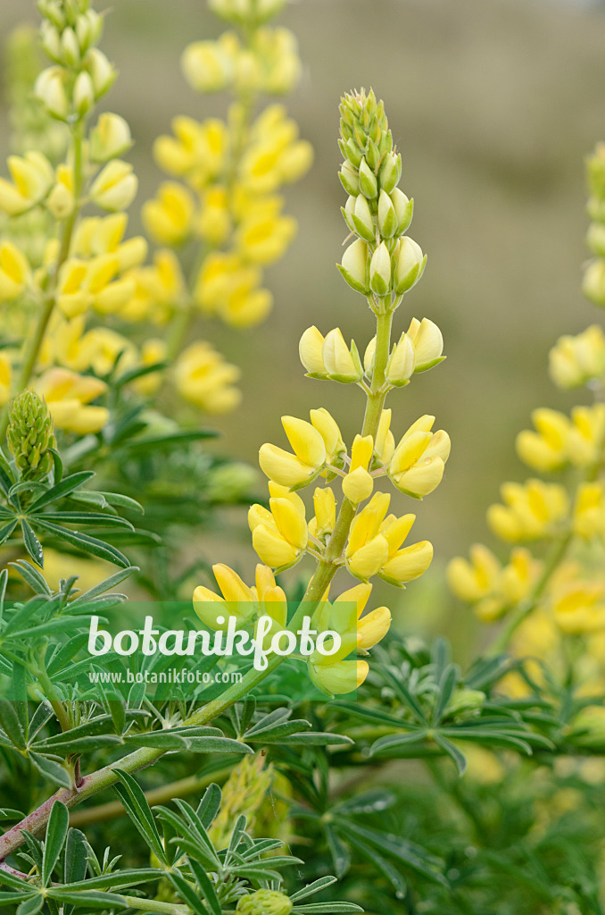 533387 - Yellow tree lupin (Lupinus arboreus)