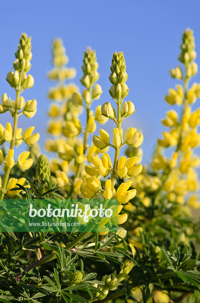 533440 - Yellow tree lupin (Lupinus arboreus)