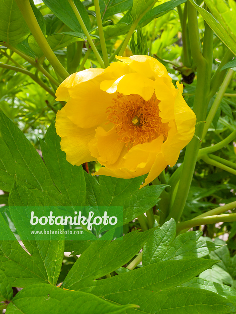 401170 - Yellow tree peony (Paeonia lutea)