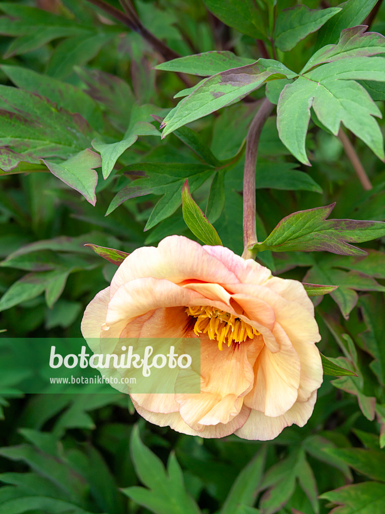 437399 - Yellow tree peony (Paeonia lutea 'Angelet')