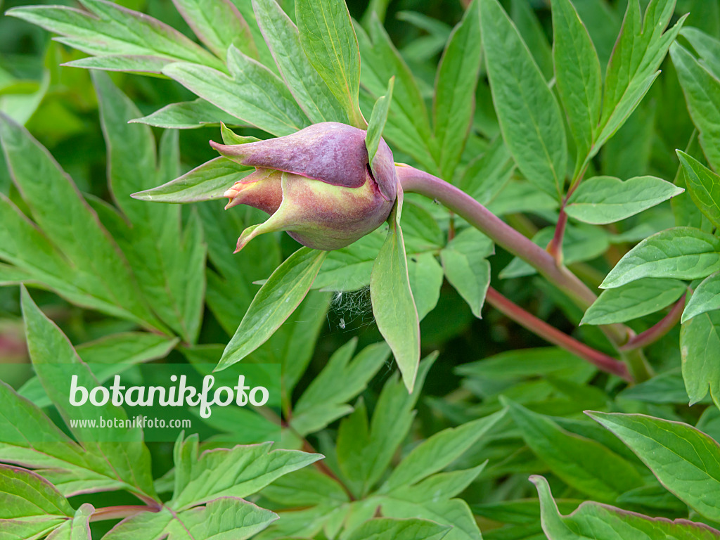 437401 - Yellow tree peony (Paeonia lutea 'Marchioness')