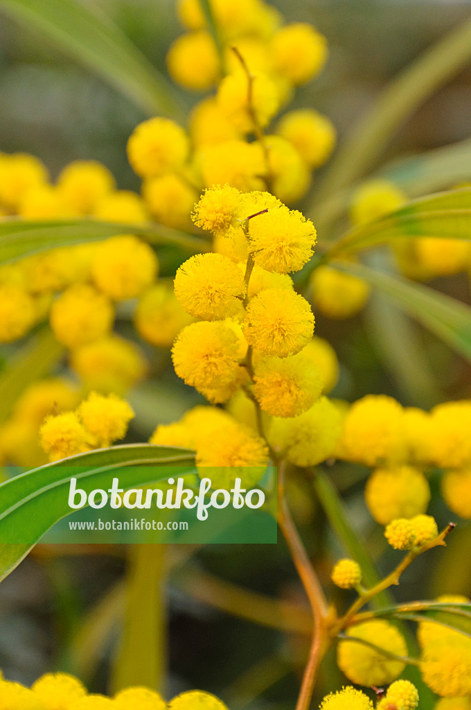 468013 - Zig zag wattle (Acacia macradenia)