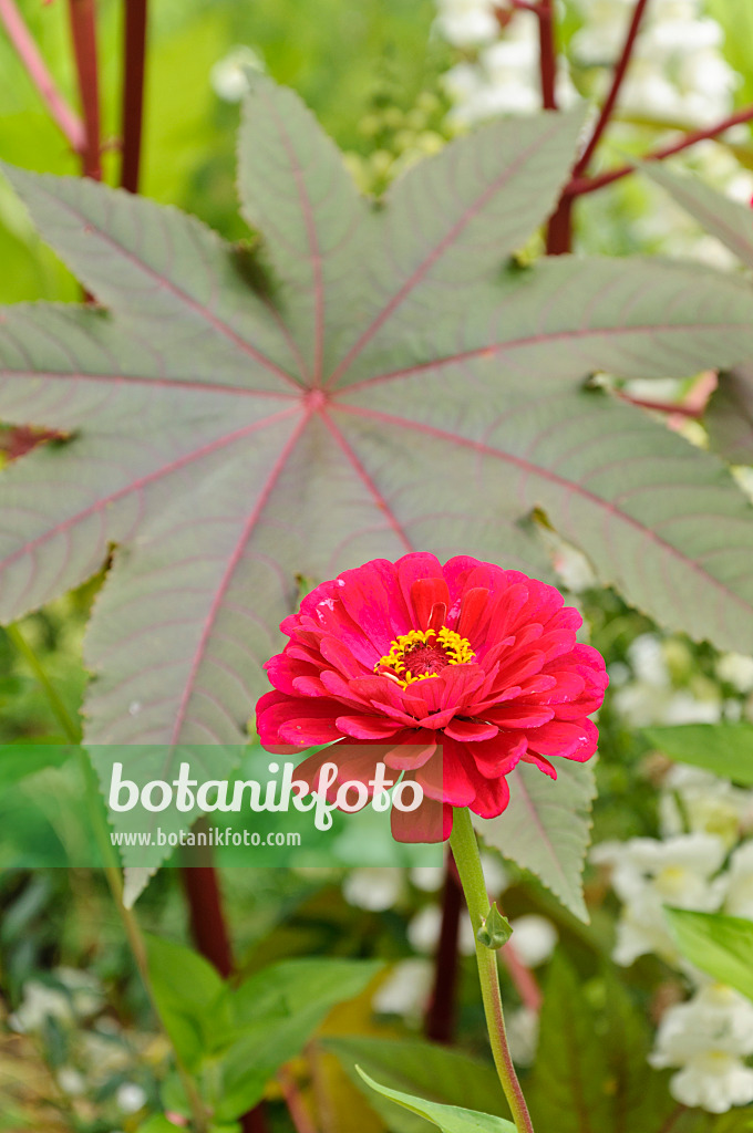 487032 - Zinnia (Zinnia) and castor oil plant (Ricinus communis)