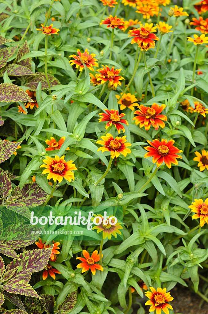 522082 - Zinnia (Zinnia haageana 'Old Mexico')