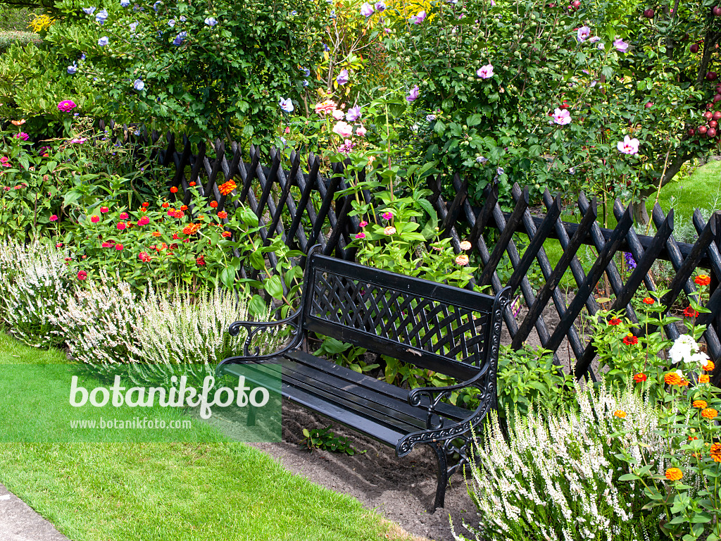 490013 - Zinnias (Zinnia), common heather (Calluna) and rosemallows (Hibiscus) next to a garden bench