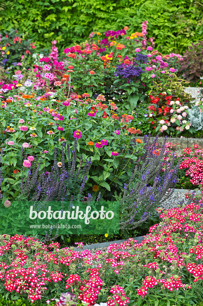 510174 - Zinnias (Zinnia), sages (Salvia) and vervains (Verbena)