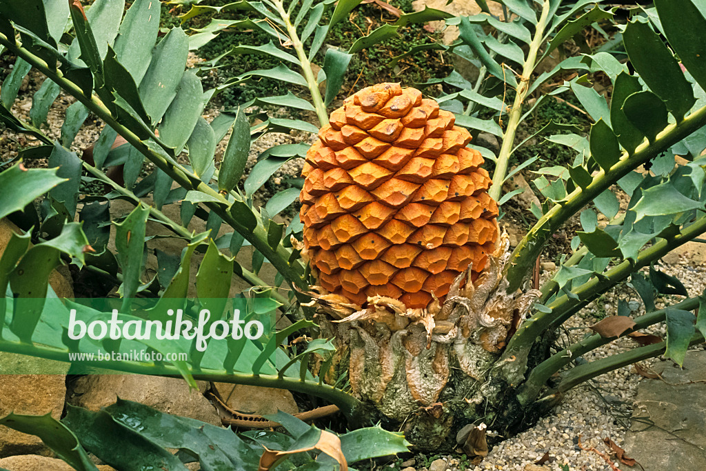 375057 - Zululand cycad (Encephalartos ferox) with female cone