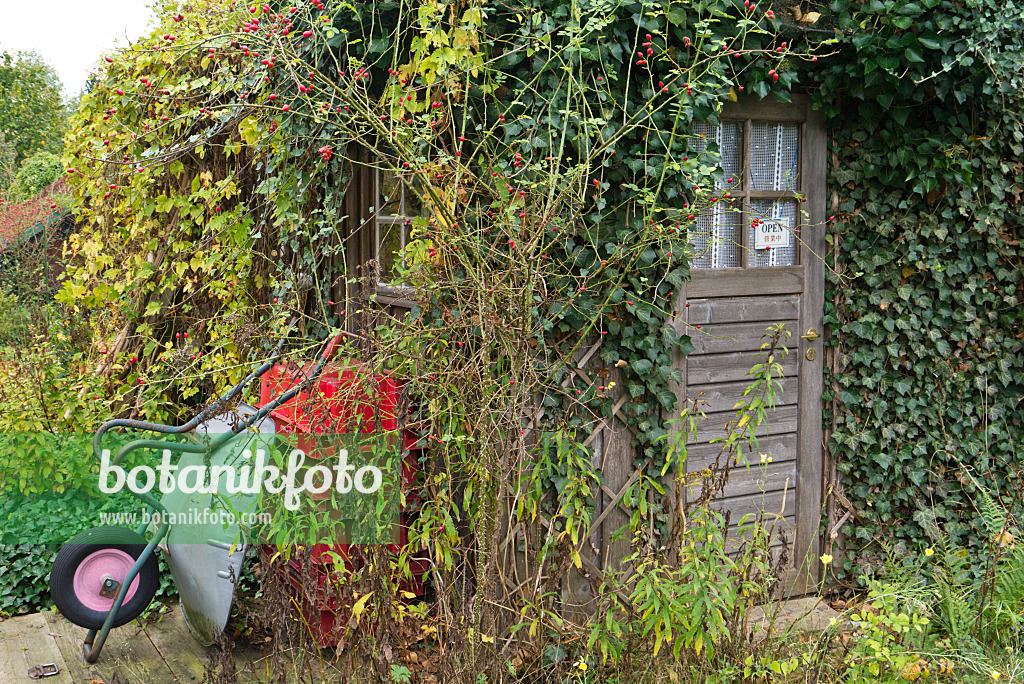 538001 - Abri de jardin verte avec brouette