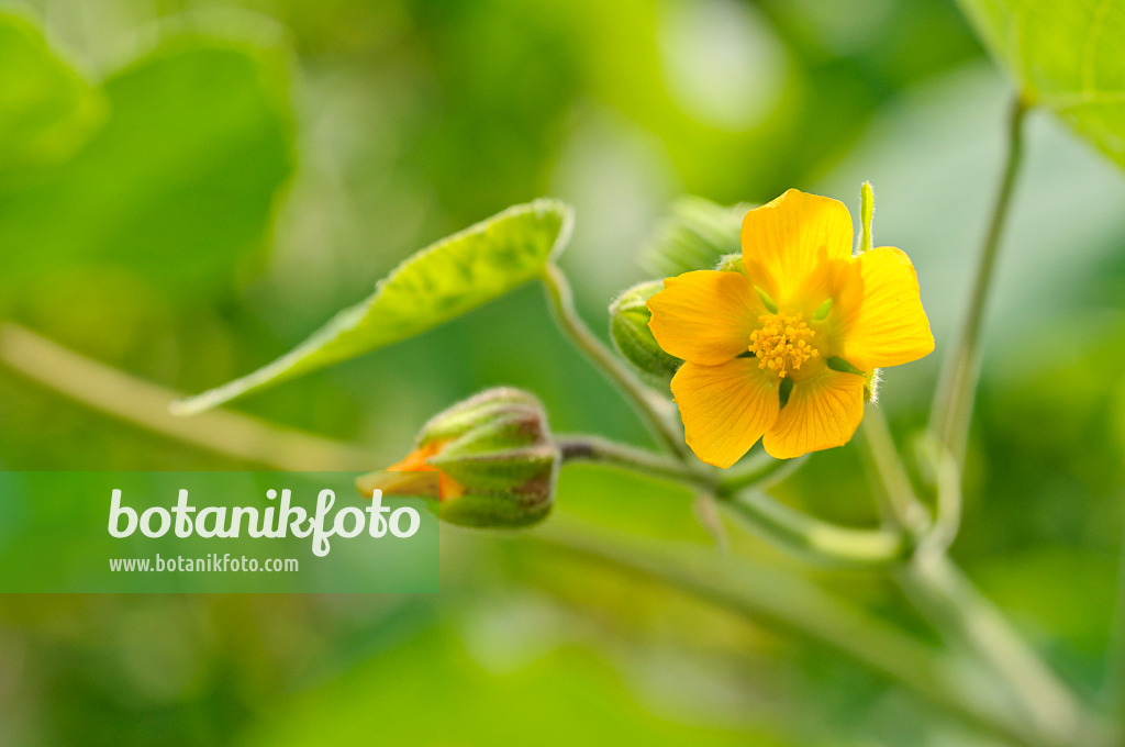 475216 - Abutilon à pétales jaunes (Abutilon theophrastii)